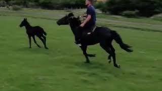 Конные прогулки в Нальчике