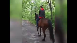 Прогулка на лошадях