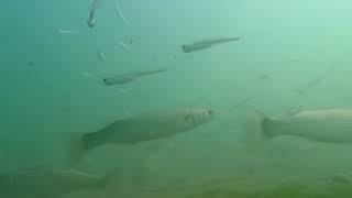 Час под водой, на прикормленной точке. Бердянск. Азовское море