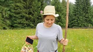 Пошла в Карпаты и села на попу- во всем виноват бык