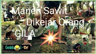 Manen Sawit diKejar Orang "GILA"