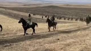 Поход на Лошадях Карачаевской породы Сторожевая — Черкесск.