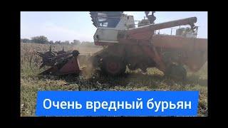Уборка кукурузы