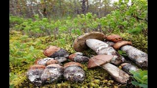 По медвежьим следам.