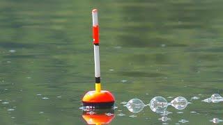 Рыбалка на толстолоба и ловля на фидер - пружину. My fishing