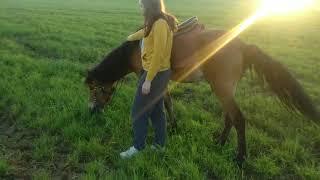 Лошади в поле. 21.06.20 г.