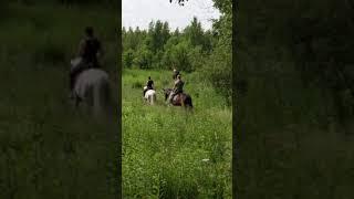 Прогулки верхом на лошадях в Питомнике Лукашова.