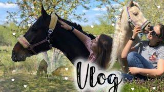 Vlog! Новая конюшня для лошадей! 2 часть.