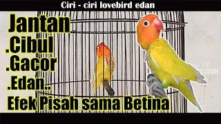 CIRI CIRI LOVEBIRD EDAN JANTAN CIBUL GACOR AKIBAT DI PISAH PASANGAN