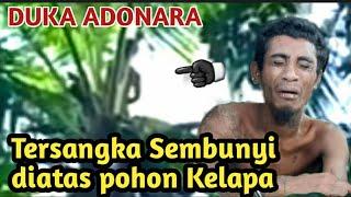DUKA ADONARA-Tersangka Sembunyi diatas pohon kelapa