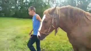 #осінь#коні#картопля:Коні Ваговози//виоруєм картоплю.
