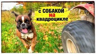 Покатушки с собакой на квадроцикле Походы с собаками