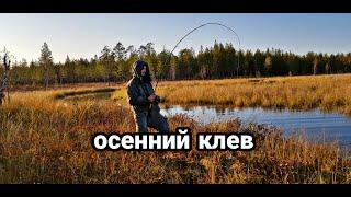 Рыбалка для души. Столько щуки я ещё не ловил. осенняя природа Архангельская область.