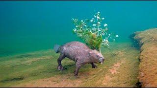 Жесть. НАПАДЕНИЕ БОБРОВ на ЧЕЛОВЕКА под водой. Опасная подводная охота