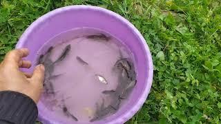 Рыбалка с помощью верши ,для зарыбления водоема.