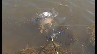 Эх, Туба ... За сазаном в плавь на авто 2 серия. Ловим сазана. Вода прибывает.