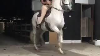 ponyboy