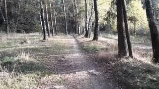 Покатушки на мотоблоке в лесу.