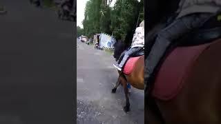 Скачу верхом на лошади