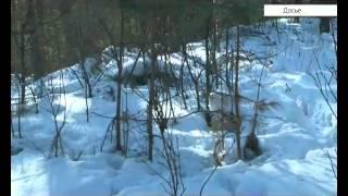 Охоту на снегоходах предлагают запретить