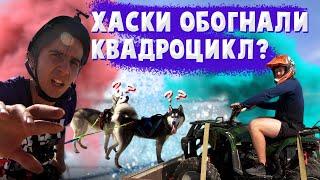 ХАСКИ ПРОТИВ КВАДРОЦИКЛА | Собаки обогнали квадрик?