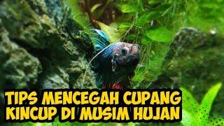 TIPS MENCEGAH CUPANG KINCUP DI MUSIM PENGHUJAN