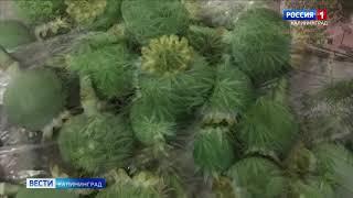 В Балтийске местные огородники выращивали мак и коноплю
