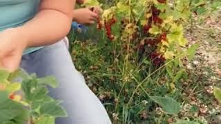 Кызыл карлыганны нишләтеп була ул? Гузель Уразова