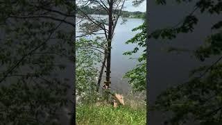 11 июня 2020 г. ПРЫЖОК С ТАРЗАНКИ, ТОЧНЕЕ С ДЕРЕВА В ВОДУ.