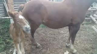 ЛОШАДИ ЖЕРЕБЕЦ родился жеребенок ЛОШАДИ радуются новорожденному