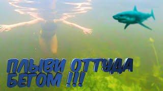 РЕЧНАЯ АКУЛА / ТИХАЯ СОСНА / ПРЫЖКИ В ВОДУ