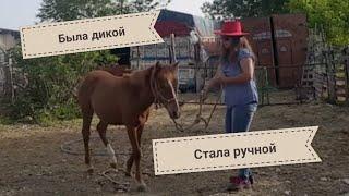 Угощение  // учим ЛОШАДЬ  следовать за человеком✔