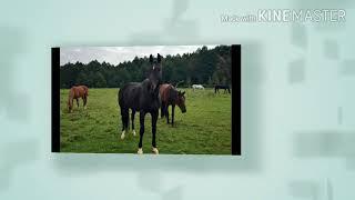 Конный дом// прогулки на лошадях // веревочный парк // верховая езда