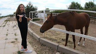 Конно-спортивный комплекс CENTAUR [2020] Запорожье/где покататься на лошадях в Запорожье