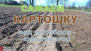 Посадка картофеля мотоблоком/культиватором Caiman primo. Выращивание картофеля в деревне. В деревне.