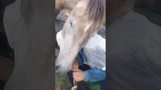 #ЛОШАДИ# ПРОГУЛКА ЖЕРЕБЦА#