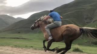 ЛОШАДИ - САМЫЕ КРАСИВЫЕ ЖИВОТНЫЕ. АГУЛ