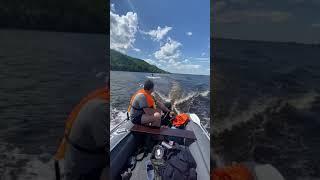 Mercury 9.9 покатушки на доске по воде