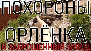 НАШЛИ, ПОХОРОНИЛИ ОРЛА И ЛАЗИМ ПО СТАРИННОМУ ЗАВОДУ (ВЛОГ)