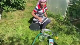 Җиләк Кычыткановадан сәлам