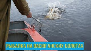 В Глушь, в Тайгу, на Самоизоляцию! Неделя рыбалки на Васюганских болотах!