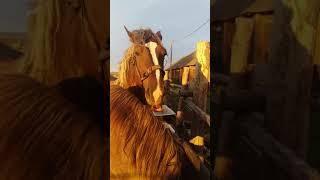 ЛОШАДИ пришли с пастбища
