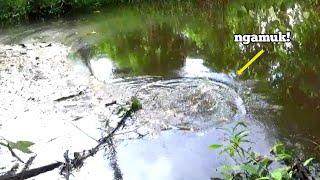 MANCING DI SARANG IKAN LAIS MALAH DIHAJAR IKAN LEPPOK MONSTER! BERKALI2 DITARIK BABON