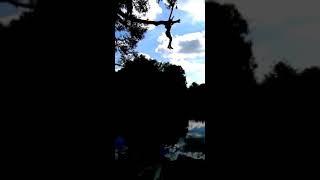 Прыгнул с дерева в воду