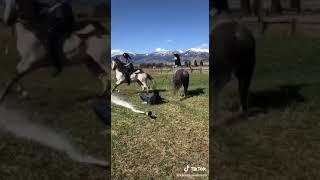 Что будет если открыть шампанское верхом на лошади
