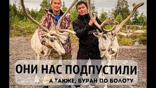 ОНИ НЕ АГРЕССИВНЫЕ, Я УДИВЛЕН. БУРАН ПО БОЛОТУ