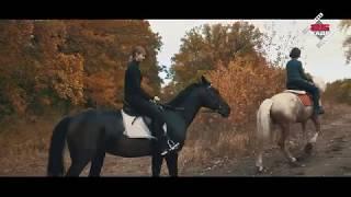 Лошади, красивая прогулка на лошадях.