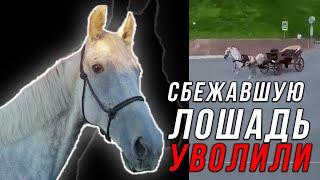 Хозяин лошади, сбежавшей у Казанского Кремля, рассказал, что теперь с ней будет