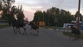 Лоси в городе | 76.RU