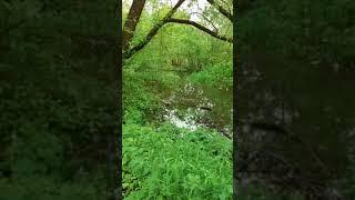 Река Истра разлилась из-за осадков (02.06.2020)